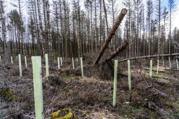 Reforestation in the Arnsberg Forest near Warstein-Sichtigvor, Soest district, young trees in