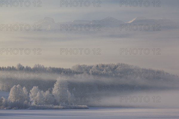 Snow-covered trees and frozen lake in front of mountains, morning light, fog, snow, winter,