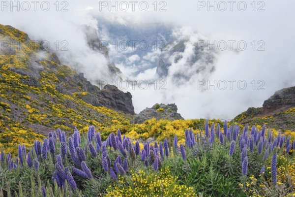 View from Pico do Arieiro of mountains in clouds with Pride of Madeira flowers and blooming Cytisus