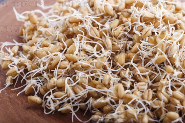 Heap of germinated wheat on brown wooden board, close up, side view