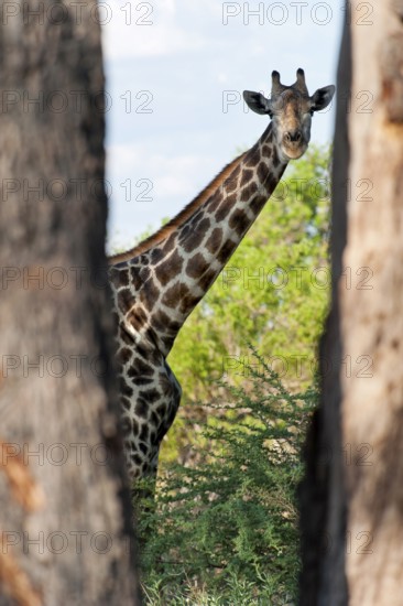 Portrait of a southern giraffe (Giraffa giraffa), free-living, wilderness, safari, travel, animal