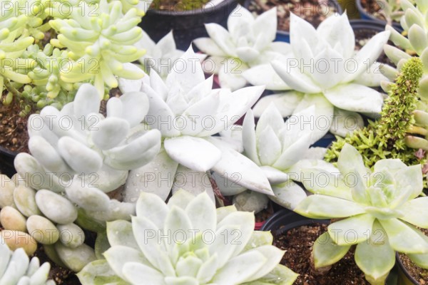 Various types of succulent in flower pots in the greenhouse. Closeup, selective focus
