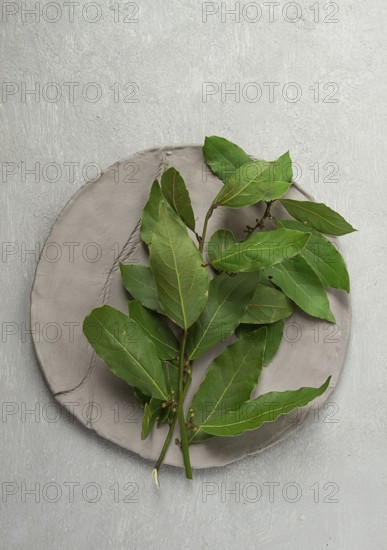 Fresh, bay leaf branch, on a gray background, top view, no people