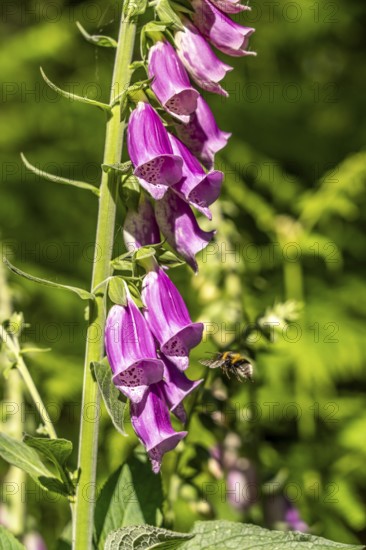 Diersfordter Wald, north of Wesel, nature park with oak and beech forests, glacial sand dunes,