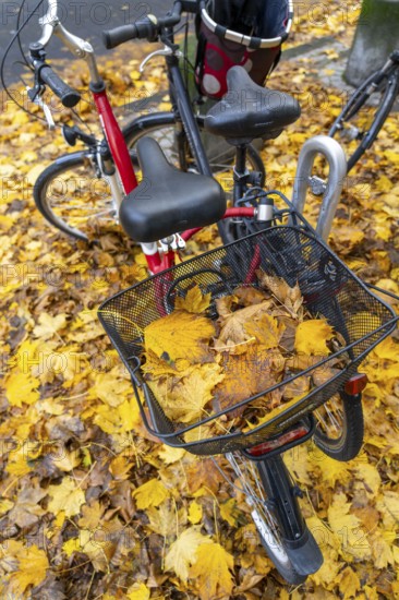 Autumn, leaves, bicycle parking, parking space, bicycles standing on autumn leaves, carpet of
