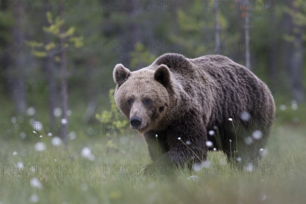 Brown bear (Ursus arctos) in the Finnish taiga, Kuusamo, Finland, Europe