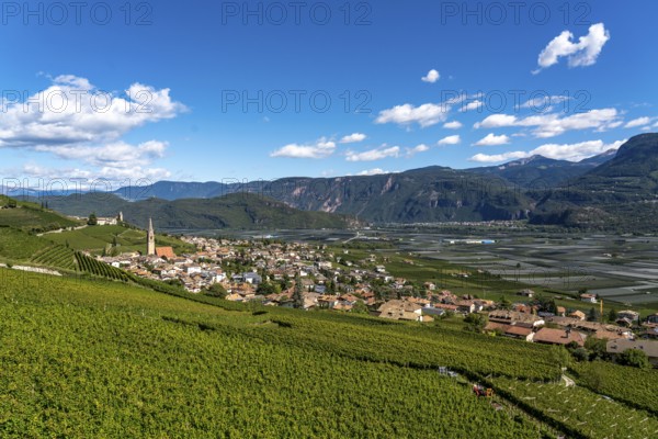 Wine-growing, in the Adige Valley, near the village of Tramin on the wine road, view from the