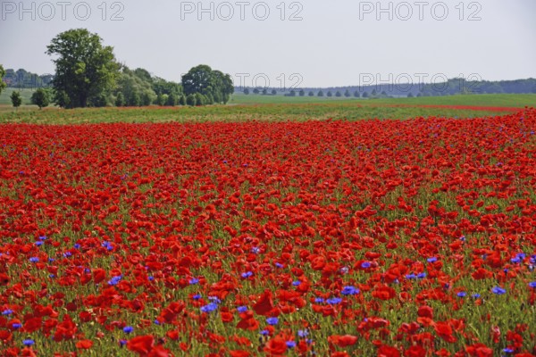 Europe, Germany, Mecklenburg-Western Pomerania, Poppy field near Göhren-Lebbin, Göhren-Lebbin,