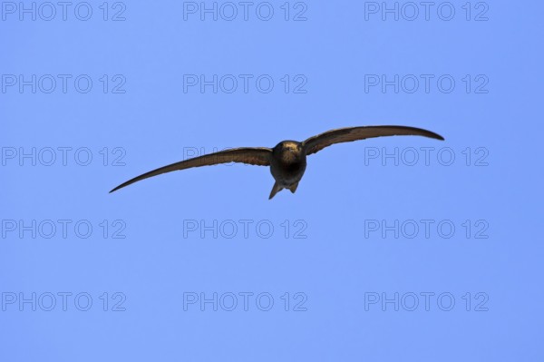 Common swift (Apus apus), family of swallows, Mannheim, Baden-Württemberg, Federal Republic of