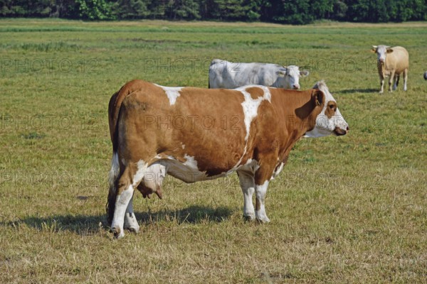 Europe, Germany, Mecklenburg-Western Pomerania, Dairy cows on the pasture near Göhren-Lebbin, Red