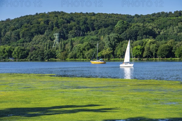 Waterweed, Elodea, an invasive species, green carpet of plants on Lake Baldeney in Essen, the