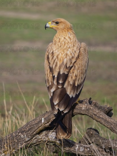 Spanish imperial eagle (Aquila adalberti), El Millaron Imperial Eagle Hid, Salorino, Extremadura