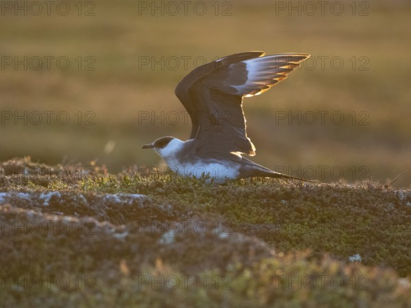 Arctic Skua (Stercorarius parasiticus), light morph adult about to fly off, in breeding territory