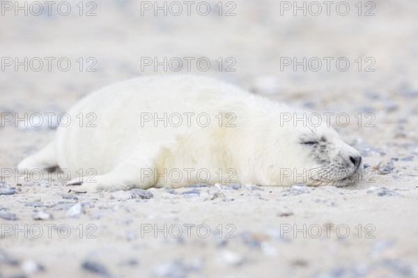 Grey seal baby with white fur lies on the sandy beach on the island of Düne near Heligoland,