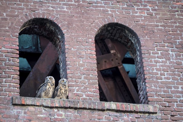 Eurasian eagle-owl (Bubo bubo), fledglings, in an old window of the Malakow tower, industrial