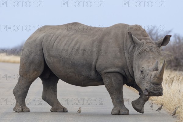 Southern white rhinoceros (Ceratotherium simum simum) surrounded by birds, adult male crossing the