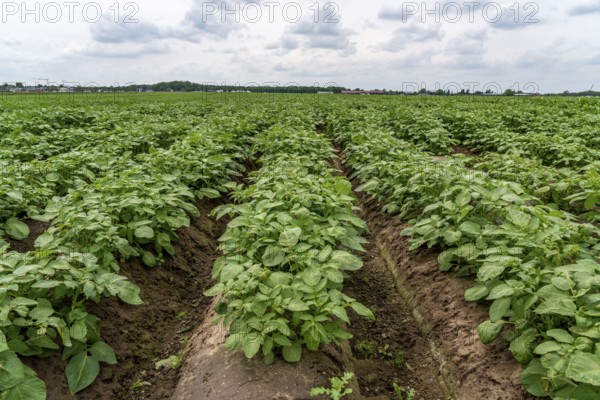 Potato field, potato ridges, early potatoes, 6 weeks after planting, just over 3 weeks until