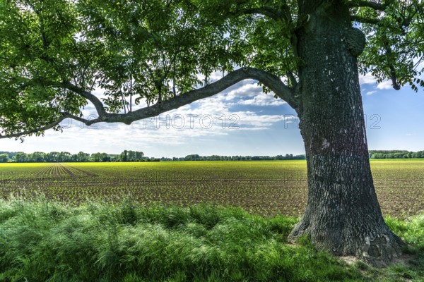 Urdenbachen Kämpe nature reserve, Lower Rhine cultural landscape with pollarded willows, fruit