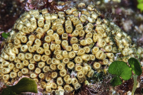 Grass coral (Cladocora caespitosa) stony coral hard coral reef-building coral lives in western
