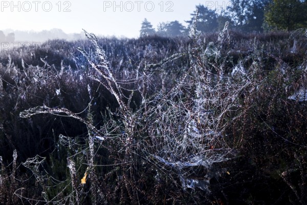 Spider's web in the morning glow in the Westruper Heide in autumn, Haltern am See, Ruhr area, North