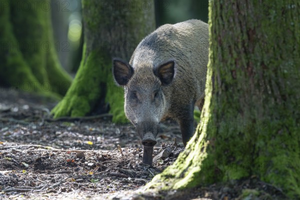 Wild boar (Sus scrofa), boar, Vulkaneifel, Rhineland-Palatinate, Germany, Europe