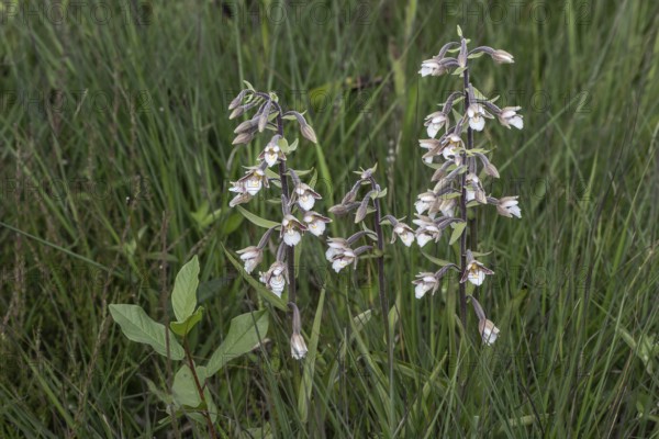 Marsh helleborine (Epipactis palustris), Emsland, Lower Saxony, Germany, Europe