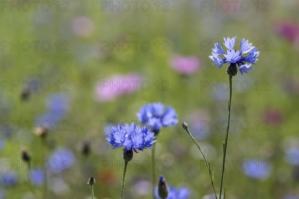 Flower meadow with cornflowers (Centaurea cyanea) and cosmos (Cosmos), Emsland, Lower Saxony,