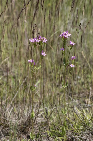 Centaury (Centaureum erythraea), Emsland, Lower Saxony, Germany, Europe