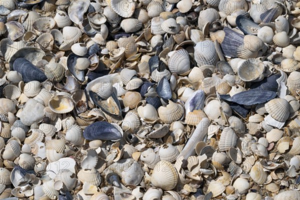Shells, beach, Hallig Hooge, North Frisia, Schleswig-Holstein, Germany, Europe