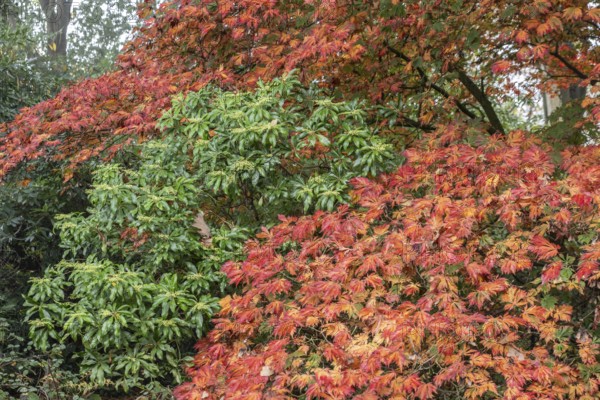 Aconite-leaved maple (Acer japonicum Aconitifolium) in autumn foliage, Emsland, Lower Saxony,