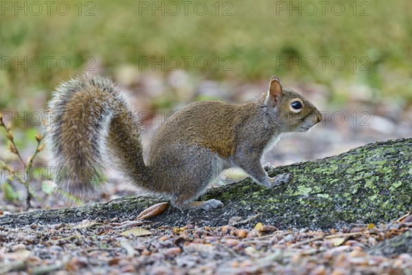 American grey squirrel (Sciurus carolinensis), sitting in a natural environment, Pembroke Pines,