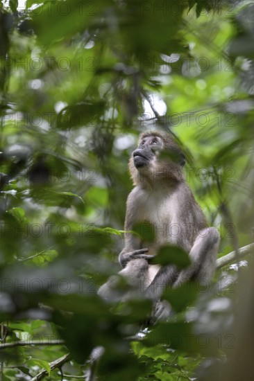 Olive mangabey (Cercocebus agilis) near the Baï-Hokou, Dzanga-Ndoki National Park, Unesco World