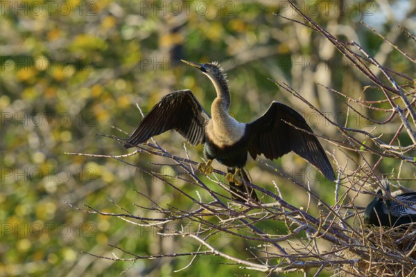 Snakebird (Anhinga anhinga), on branch, spring, Wakodahatchee Wetlands, Delray Beach, Florida, USA,