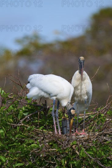 Two Wood Stork (Mycteria americana), standing in a nest made of twigs and branches with green