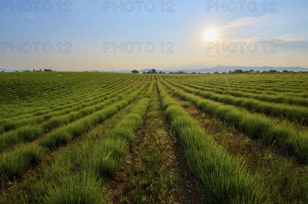Green lavender field (Lavandula), under a slightly cloudy sky at sunrise, summer, Valensole,