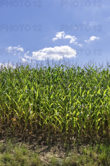 Symbolic image, renewable energies, maize plants, field, biogas plant, feed maize, immature,