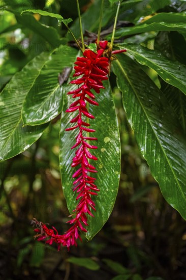 Red ginger, Plant, Details in the jungle, Dense vegetation, Tortuguero National Park, Costa Rica,
