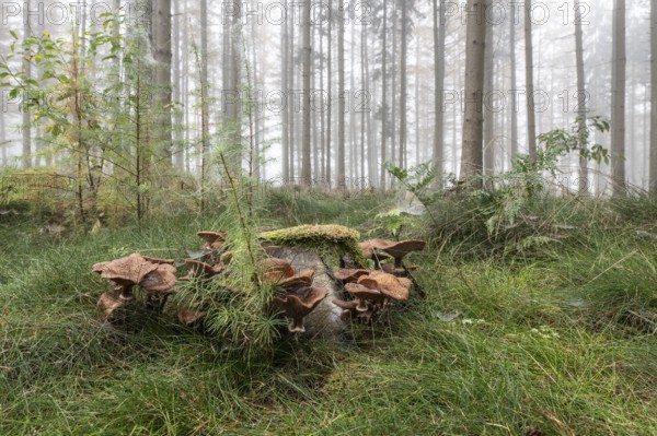 Armillaria polymyces (Armillaria ostoyae) in a foggy forest, Emsland, Lower Saxony, Germany, Europe