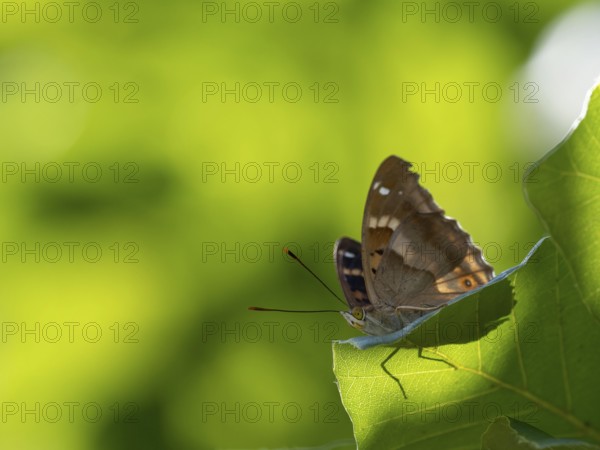 Lesser purple emperor (Apatura ilia), sitting on a leaf, Germany, Europe