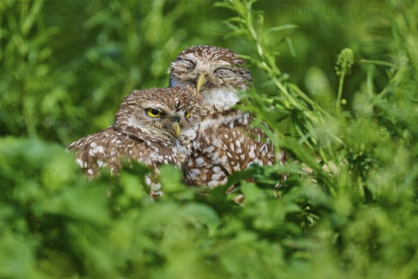 Two burrowing owls (Speotyto cunicularia) sitting together in the meadow and cuddling, Pembroke