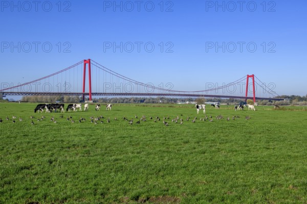 View over Rhine meadows on the left bank of the Rhine to earth-anchored suspension bridge nicknamed