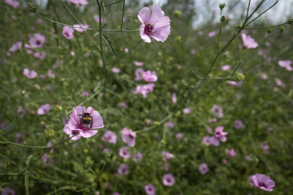 Pink wildflowers, bumblebee sitting on flower, Royal Botanic Gardens (Kew Gardens), UNESCO World