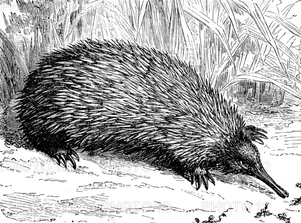 Short-beaked echidna, Tachyglossus aculeatus, illustration from 1885, historical, digital