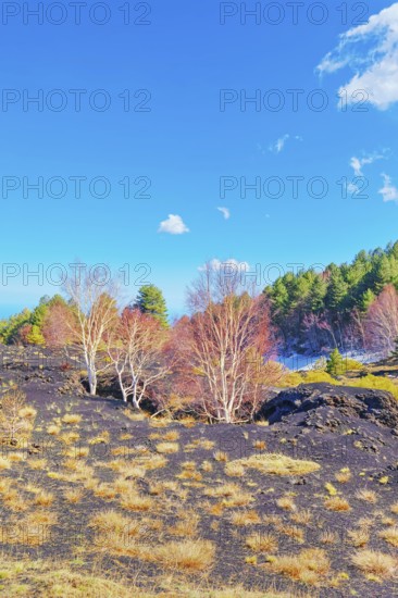 Birch trees (Betula aetnensis) sprouting and coming out of volcanic ground, Etna, Sicily, Italy,