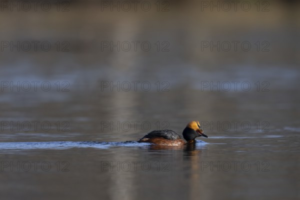 Common goldeneye (Bucephala clangula), Sweden, Europe