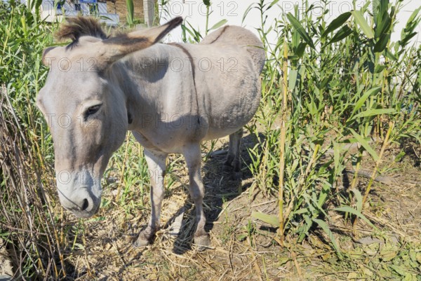 Mule standing, Serifos Island, Cyclades Islands, Greece, Europe