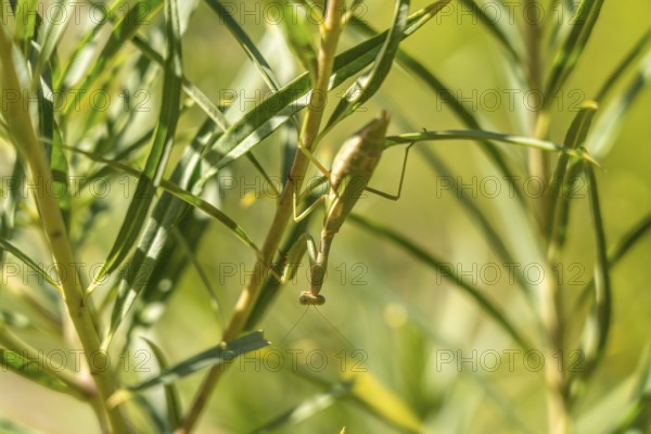 European mantis Mantis religiosa, Preveli, Crete, Greece, Europe