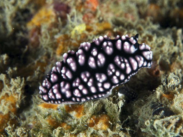 Black-pink nudibranch with striking pattern, pustule warty snail (Phyllidiella pustulosa), on