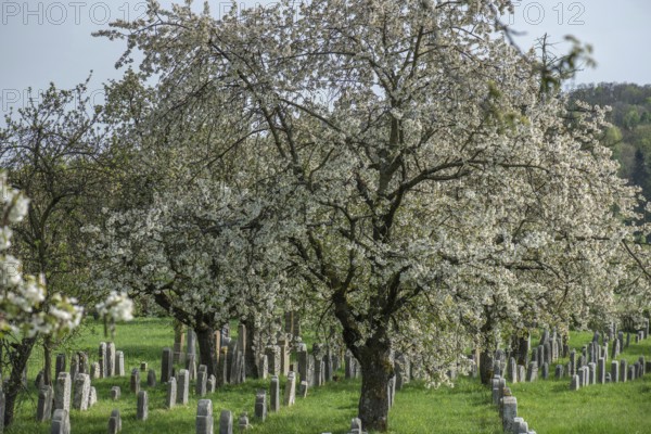 Flowering cherry trees (Prunus avium) in the Jewish cemetery, laid out in 1734, last burial in