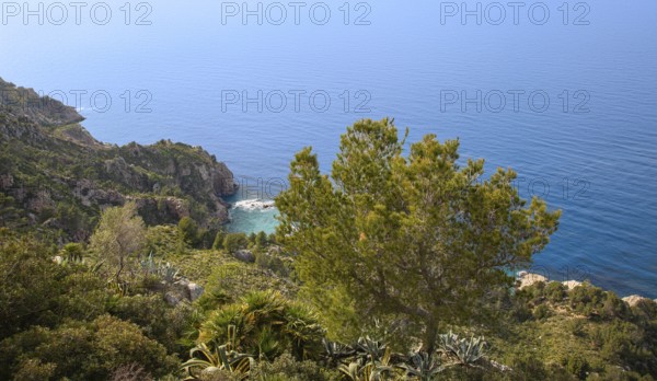 Landscape, vegetation on the north-west coast, Majorca, Balearic Islands, Spain, Europe